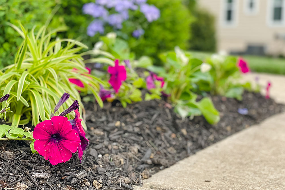 Piazza Landscaping project 3